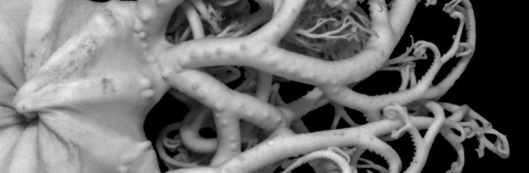 Svartvit bild som visar konstverk som liknar tentakler